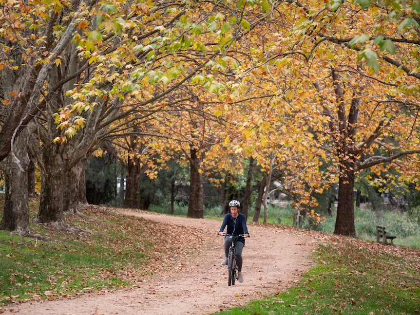 Woman riding a bike on a winding dirt path lined by vibrant autumn leaf trees.