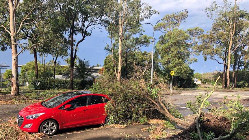 A red car beneath a large fallen tree in Caloundra.