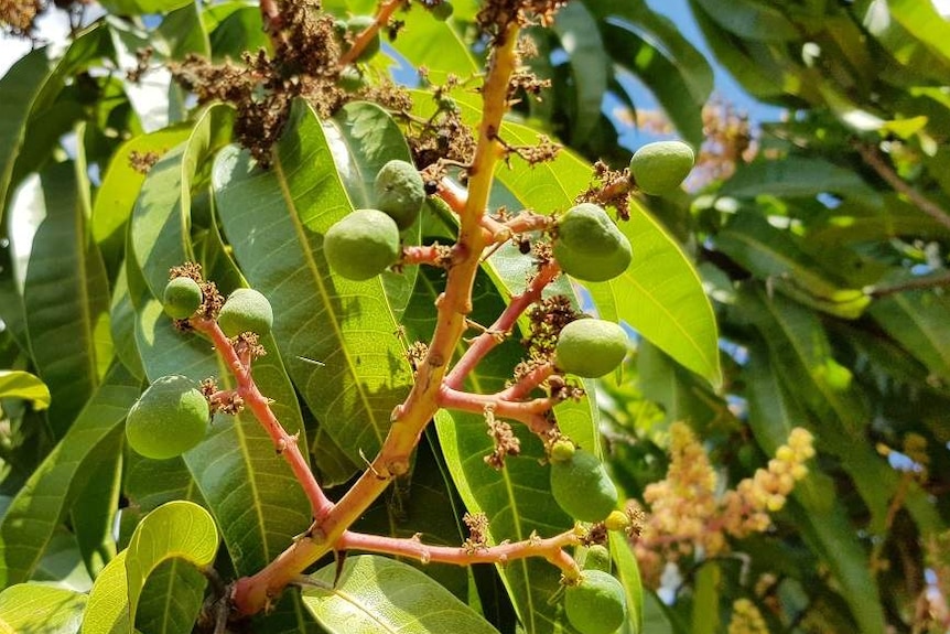 Close-up of mango tree stem with green, marble-sized mangos attached