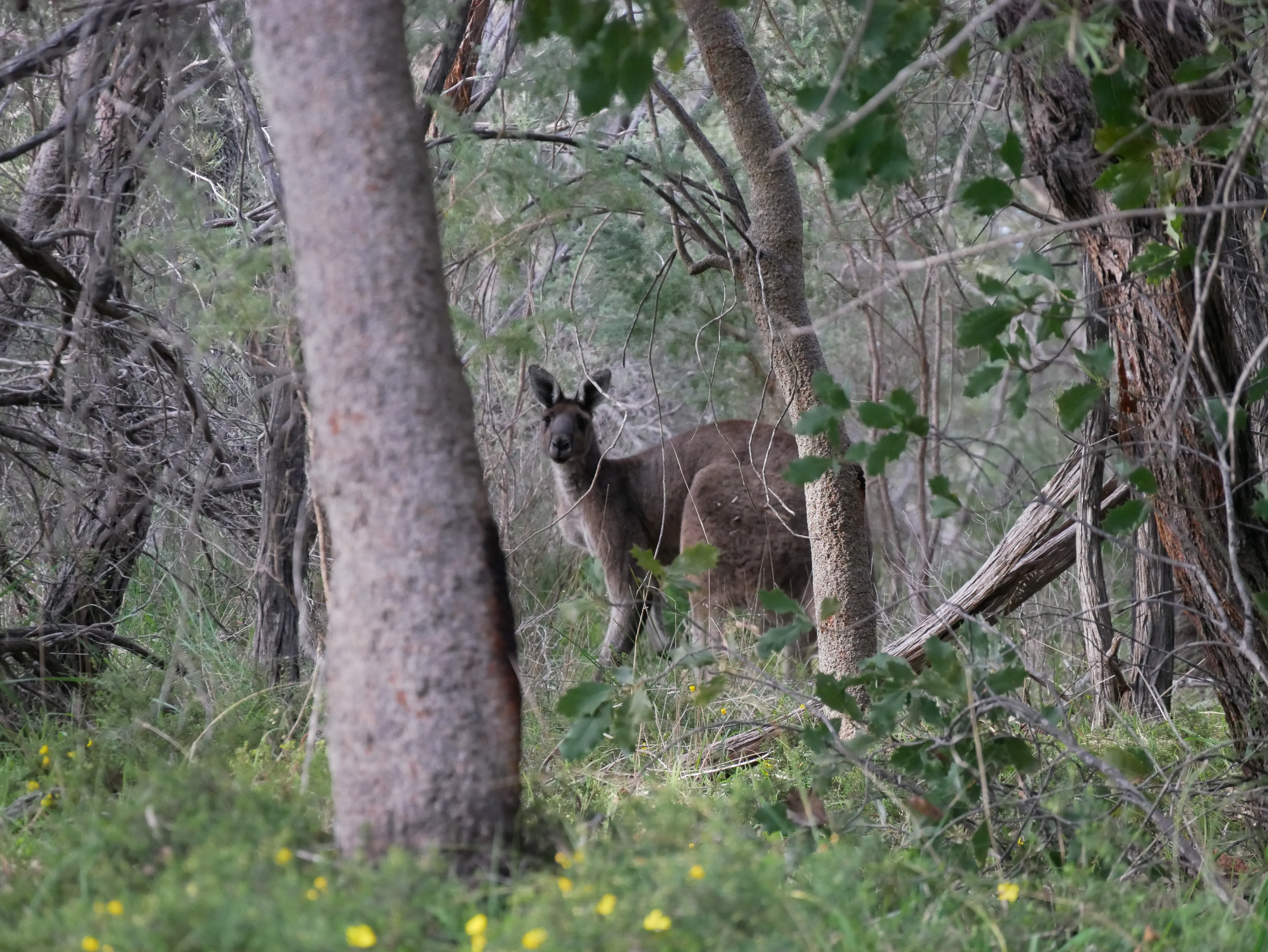 A kangaroo spotted in a bush setting