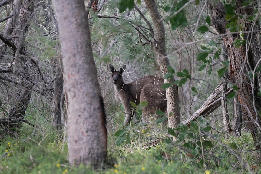 A kangaroo spotted in a bush setting