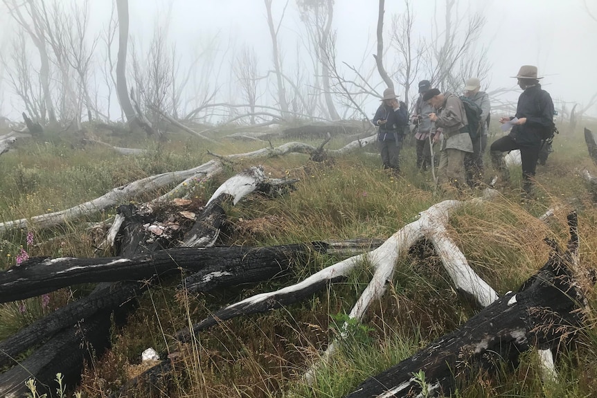 A group of people stand in a misty landscape among fallen trees. 