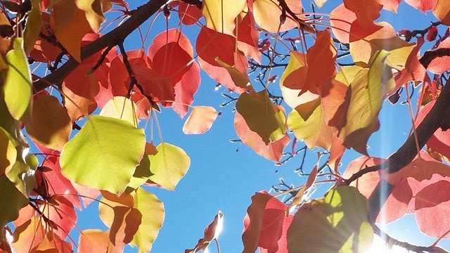 Clear blue skies and autumn leaves in red and green.