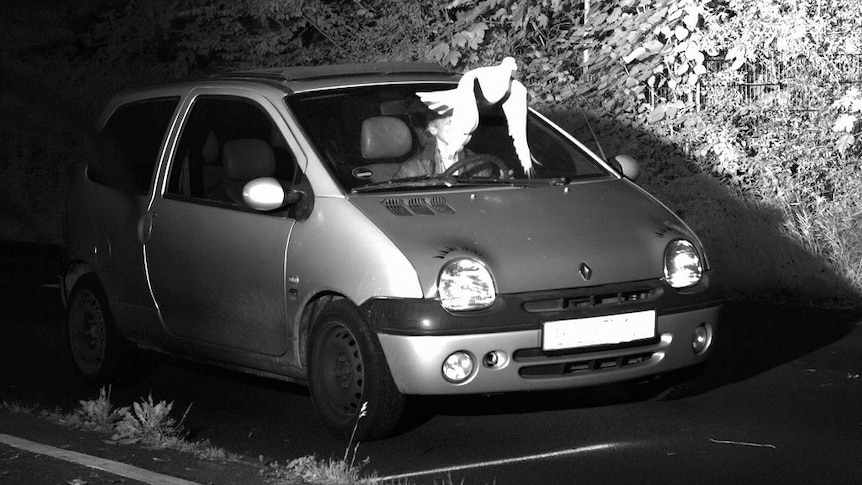 A bird flies in front of a speeding driver in a hatchback obscuring their face and preventing police from ticketing them over.