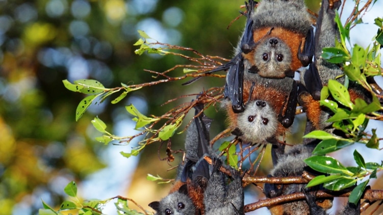 Grey-headed flying foxes