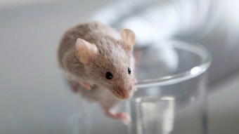 A mouse sits on the rim of a test tube.