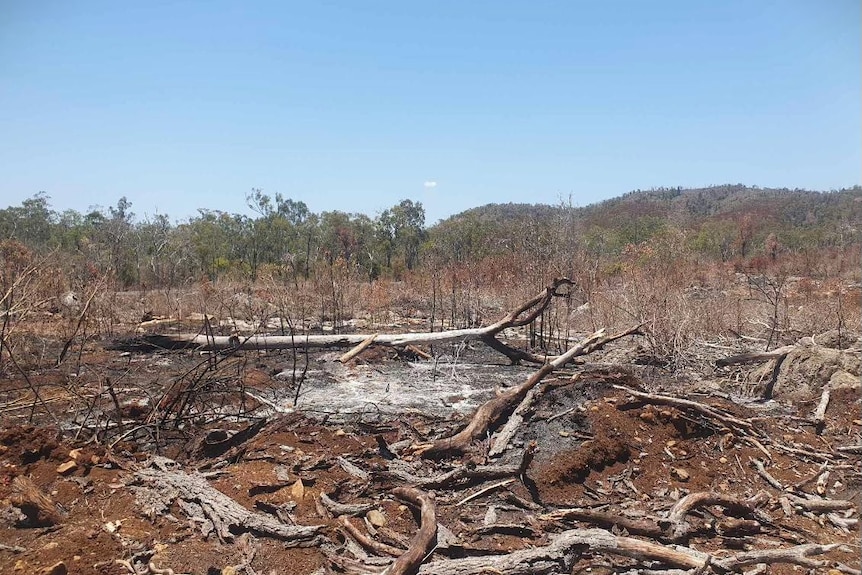 A burnt looking landscape with trees knocked down and ash on ground