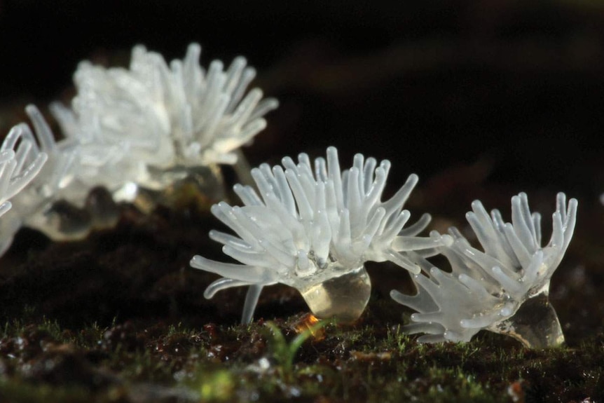 Ceratiomyxa fruticulosa, microscopic organism.