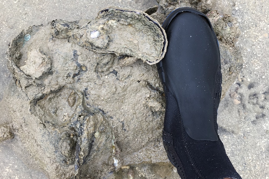 foot next to oyster in muddy surrounds