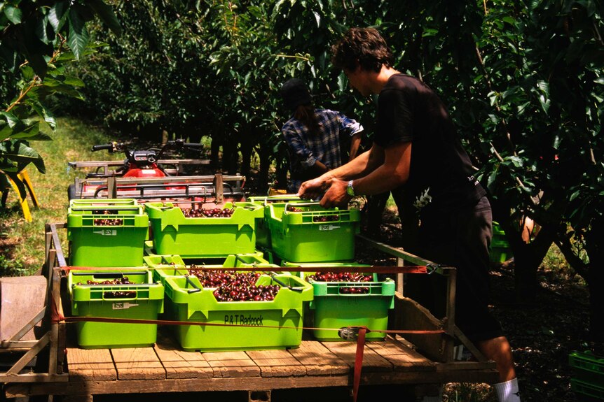 Cherries being harvested in Tasmania