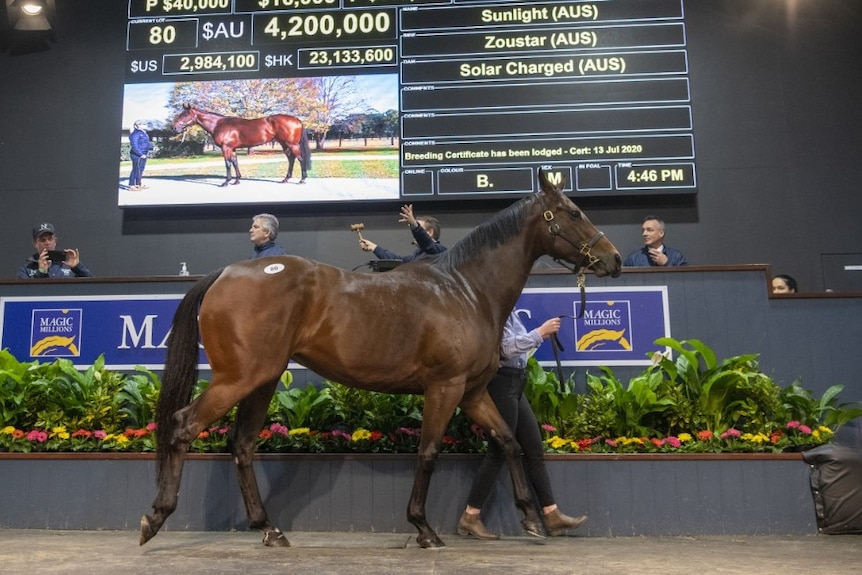 Record sale at Magic Millions