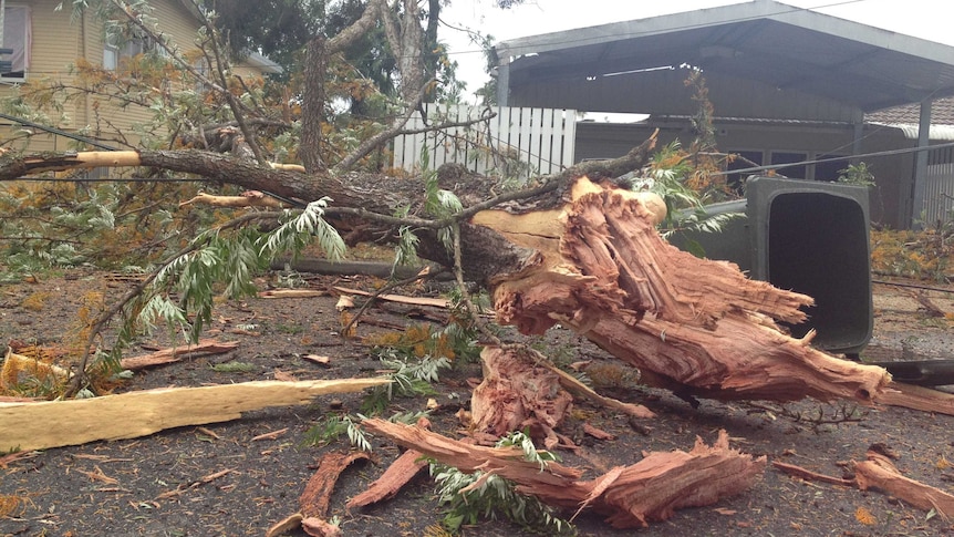 The broken remnants of a tree struck by lightning at Sunnybank that damaged eight houses today.