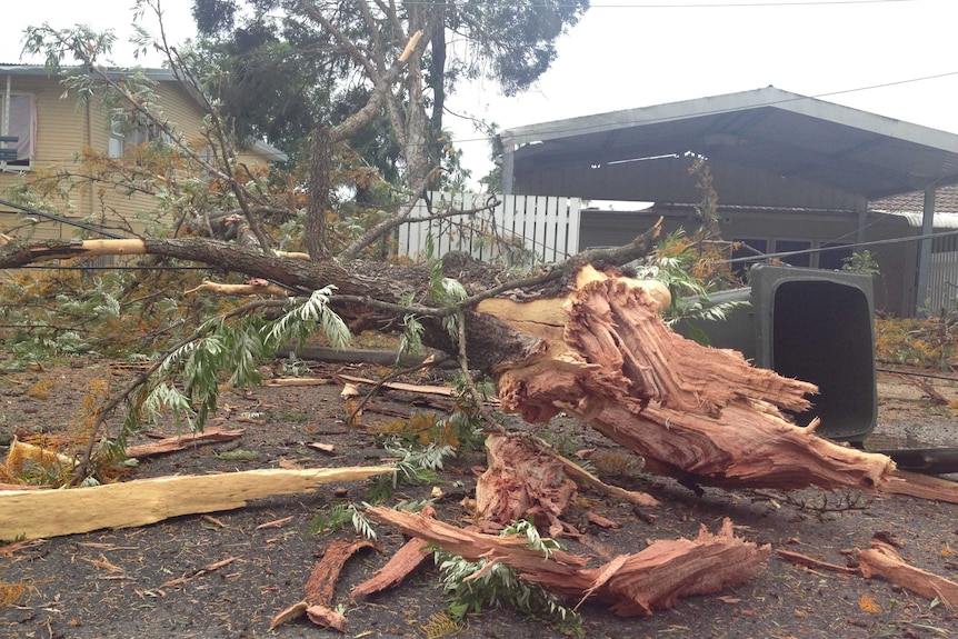 The broken remnants of a tree struck by lightning at Sunnybank that damaged eight houses today.