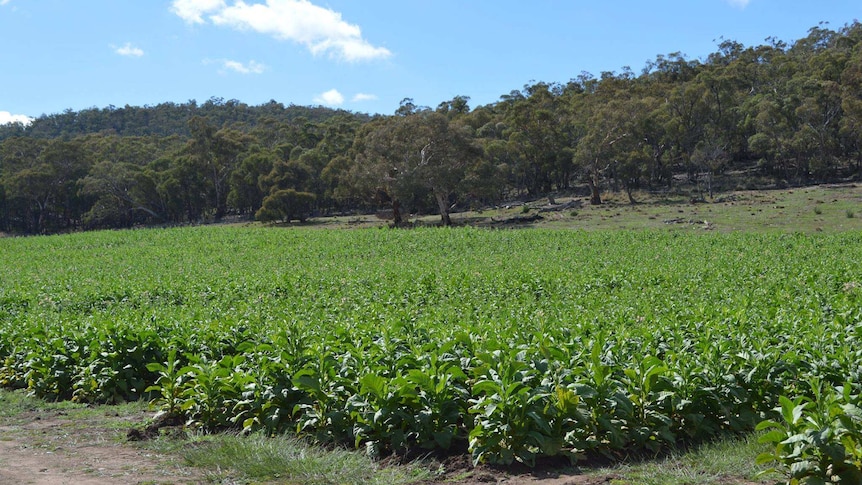 Rows of tobacco plant on a property at Cooma.