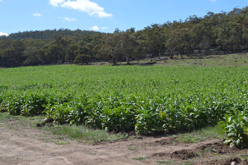 Rows of tobacco plant on a property at Cooma.