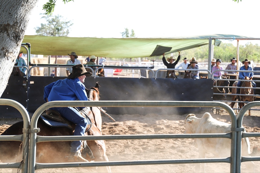 A rider on a horse chases a cow inside a set of cattle yards.