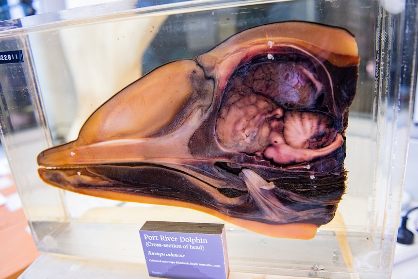 A cross-section of a dolphin's head preserved in glass