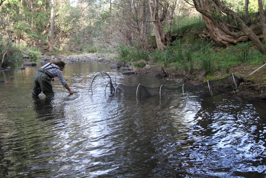 A man standing in a river with trapping gear set up.