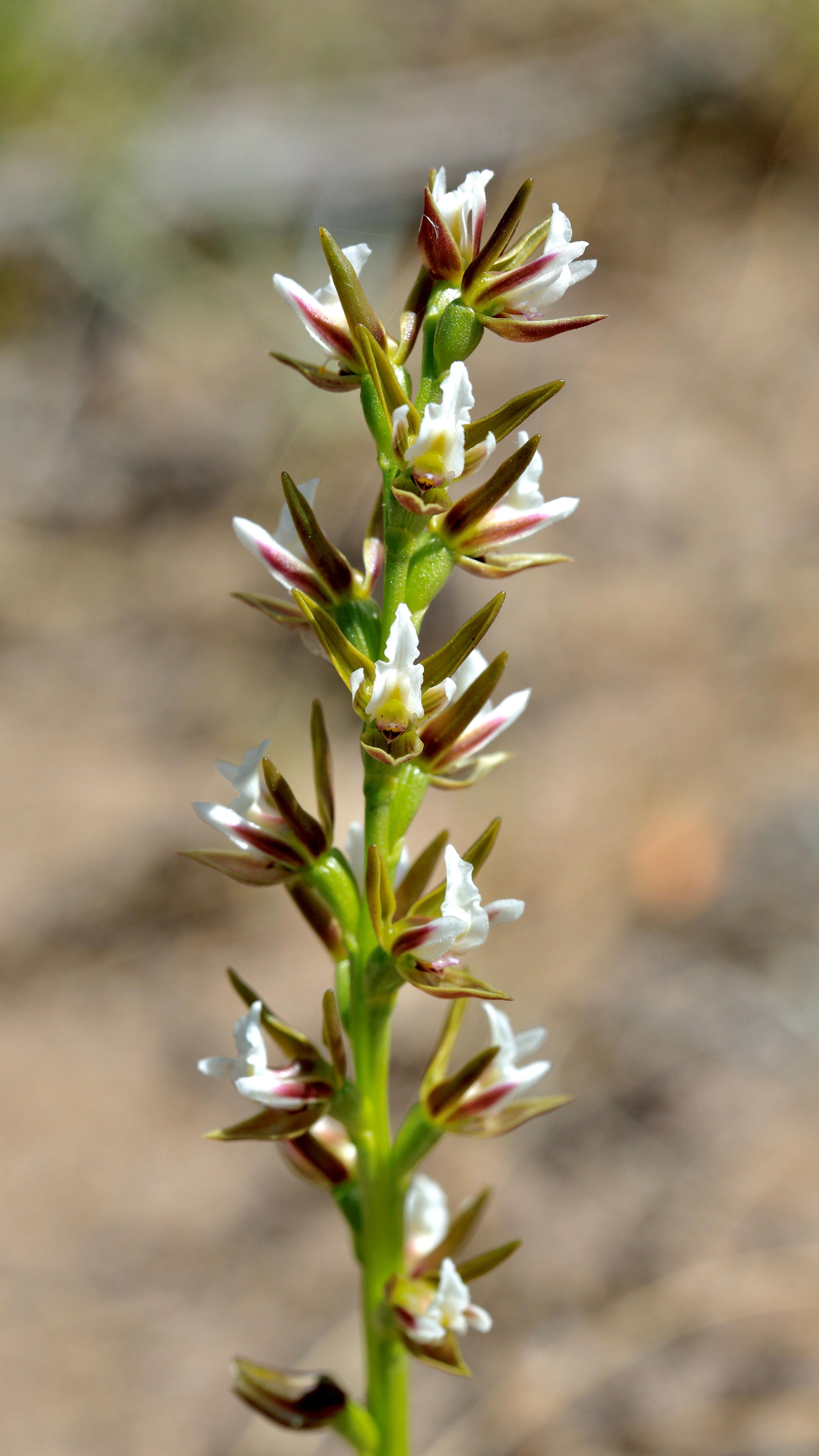 Planta de orquídea con flores blancas alternadas en los lados, tallo verde, fondo borroso 