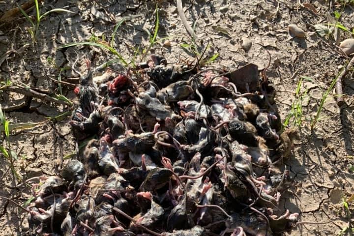 A large pile of dead mice on the ground