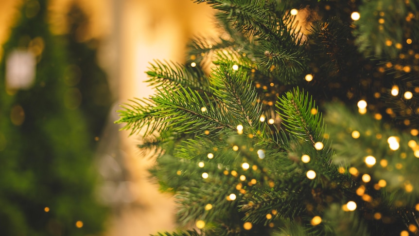 Closeup of a Christmas tree