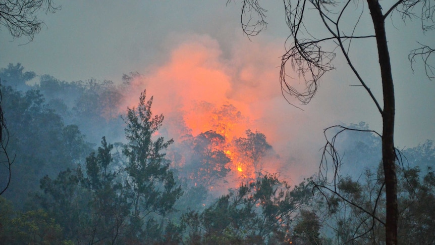 The fire is burning in thick vegetation, glowing brightly as dusk approaches.