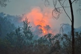 The fire is burning in thick vegetation, glowing brightly as dusk approaches.