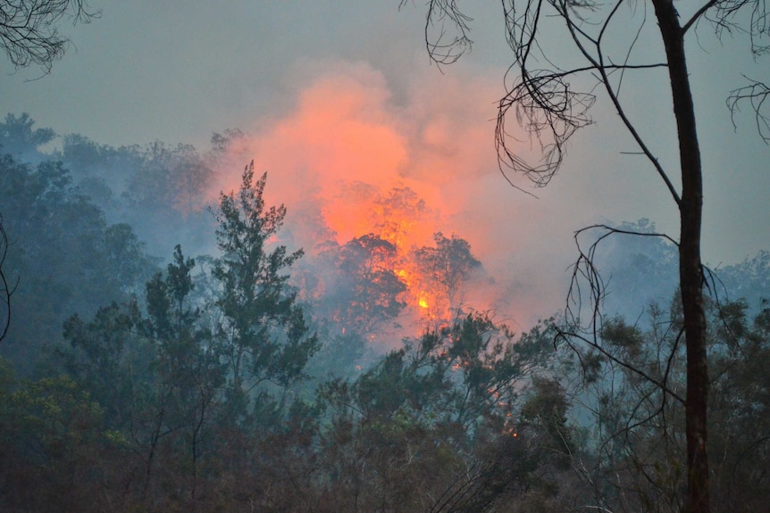 The fire is burning in thick vegetation, glowing brightly as dusk approaches.