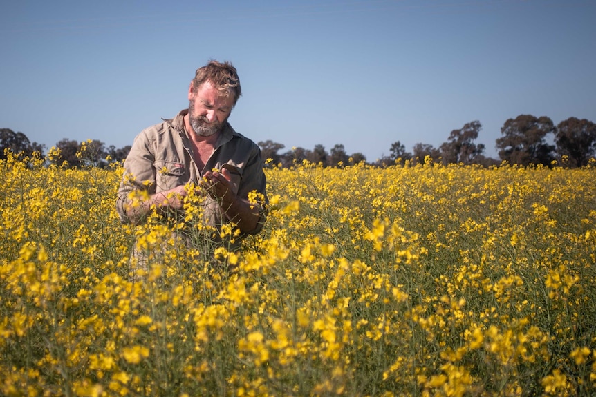 Man stands in chest-high canola plants.