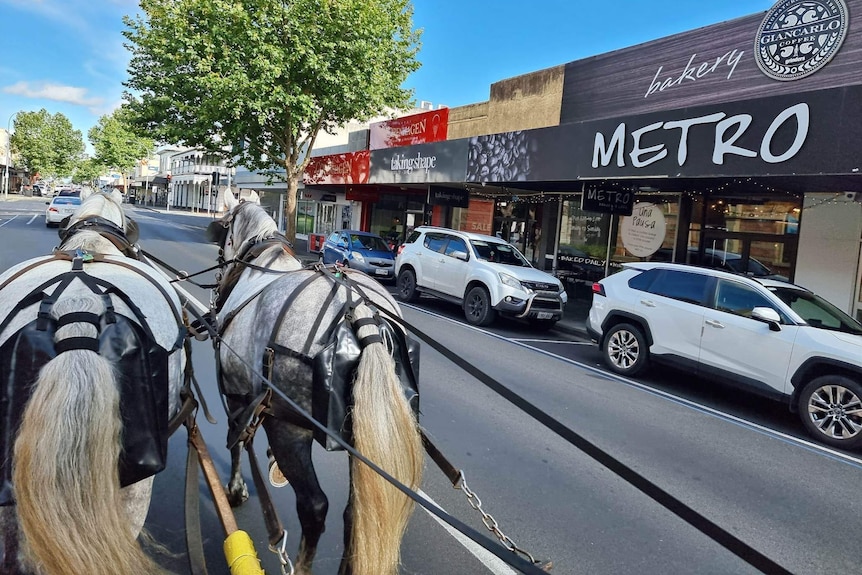 two grey harness horses travel down the main street of a rural city