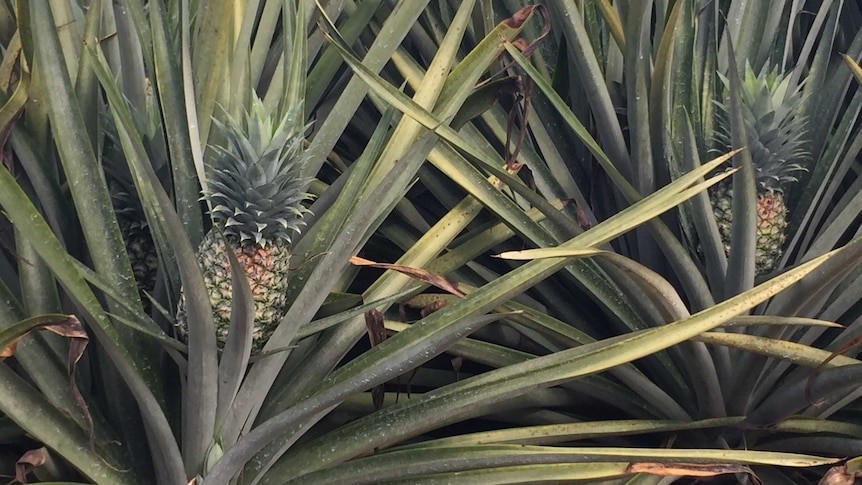 Two green pineapples, still growing on their plants, have orange splotches on their sides which is sunburn.
