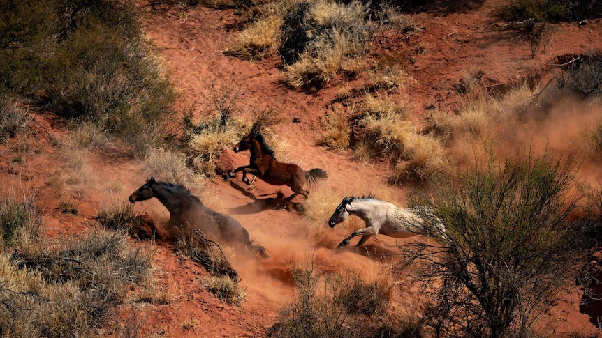 Brumbies charge through the desert as a helicopter approaches.