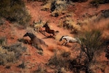 Brumbies charge through the desert as a helicopter approaches.