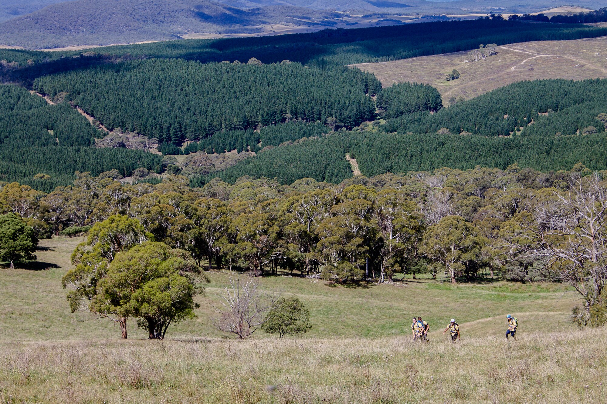 A wide shot of runners going through bushland.