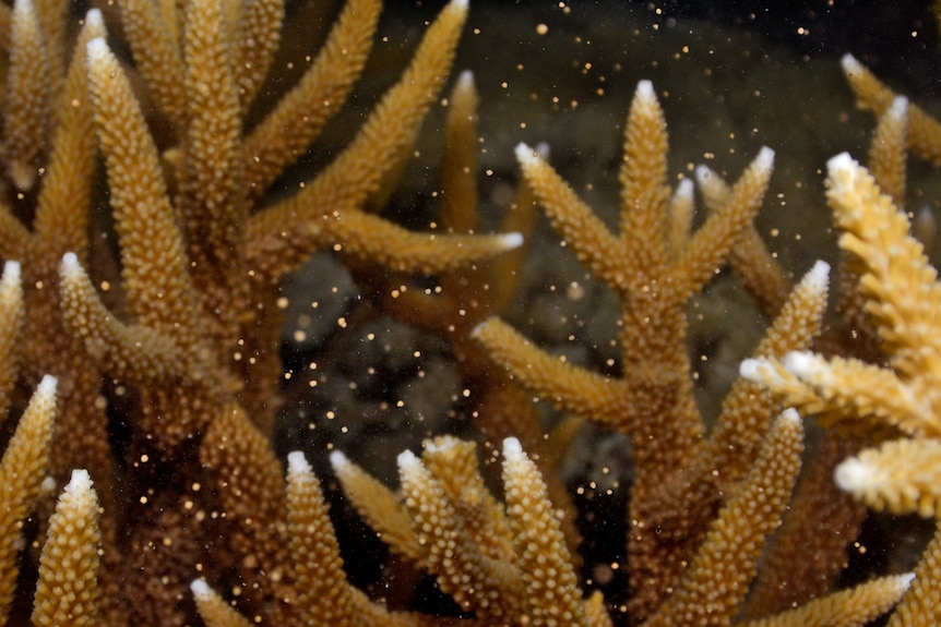 yellow coral is surrounded by lots of small yellow dots