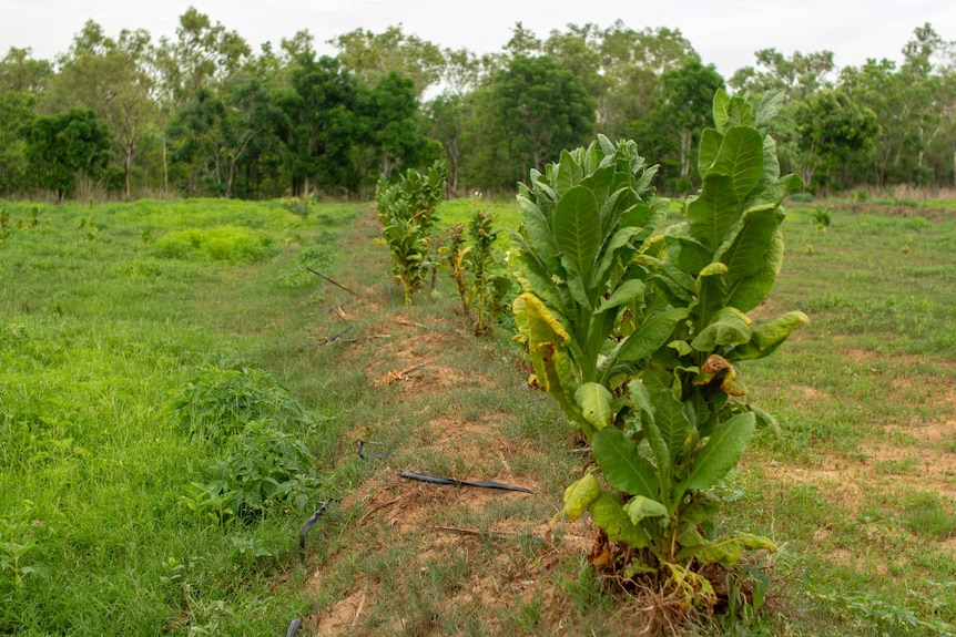 a row of tobacco plants.