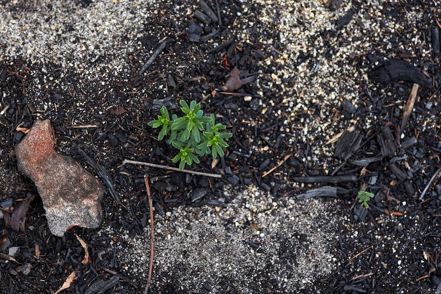 Small green plant emerges from black burnt ground