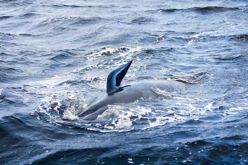 A the fin of a beached pilot whale sticks out of the water.