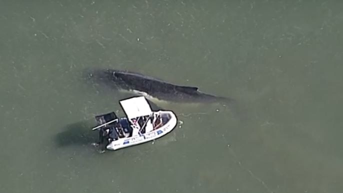 The 12-metre hump back whale was stranded at Shorncliffe.