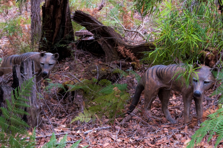 Two models of Tasmanian tigers in the bush.