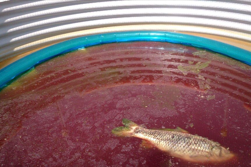 The inside of a tank with a dead carp and red water
