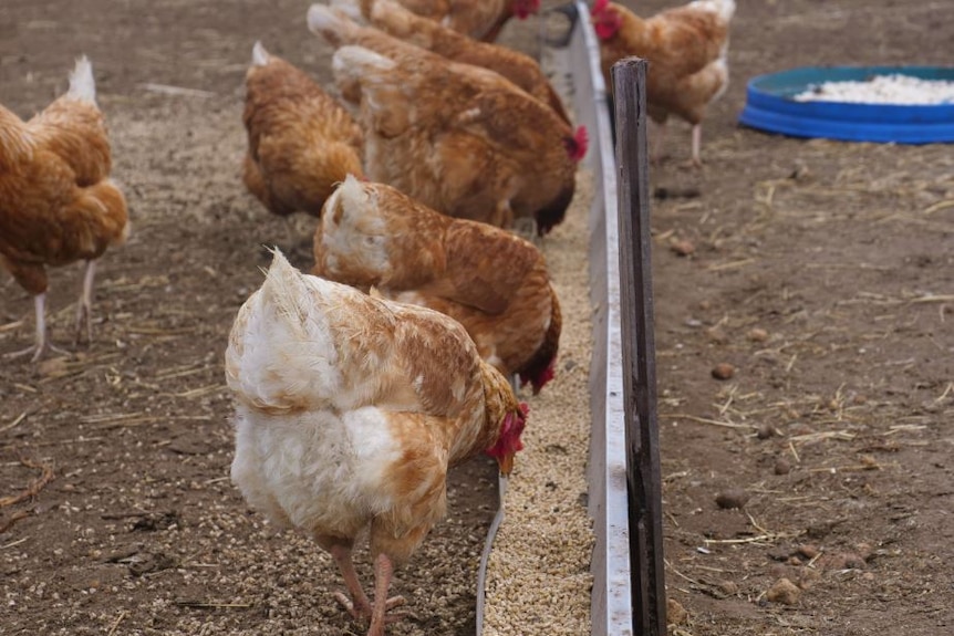 A handful of brown chickens eat grain from out of a trough.