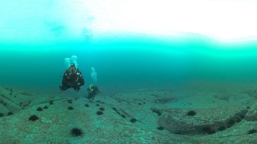 Two divers swim over a rocky seabed littered with sea urchins.