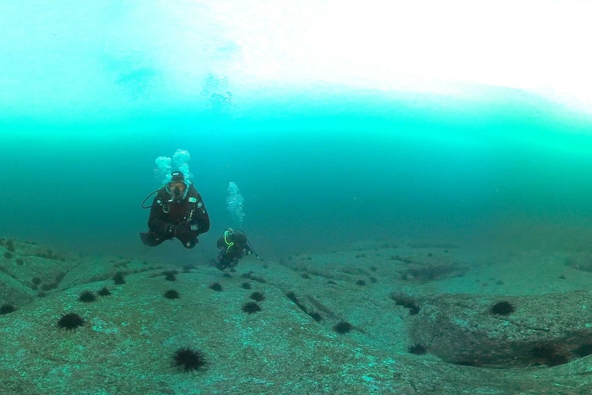 Two divers swim over a rocky seabed littered with sea urchins.