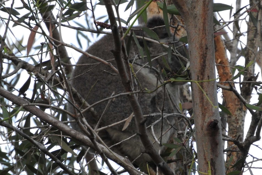 Conservationists are calling for the relocation of a Koala at Parkwood on the Gold Coast.