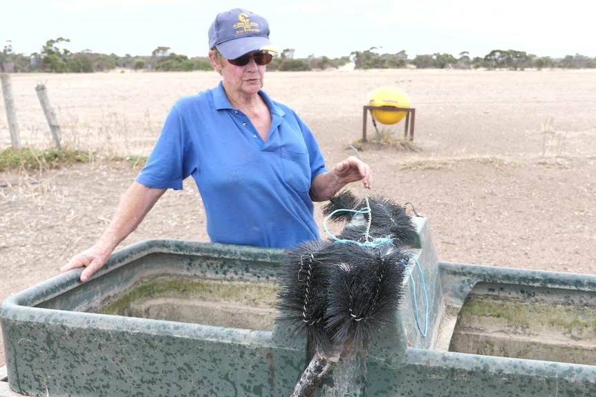 Woman in cap standing behind water trough with brushes on middle section