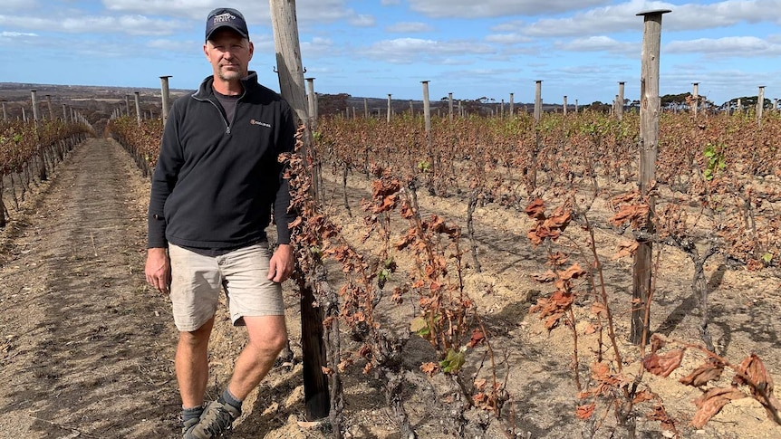 A man stands in a vineyard with dry vines