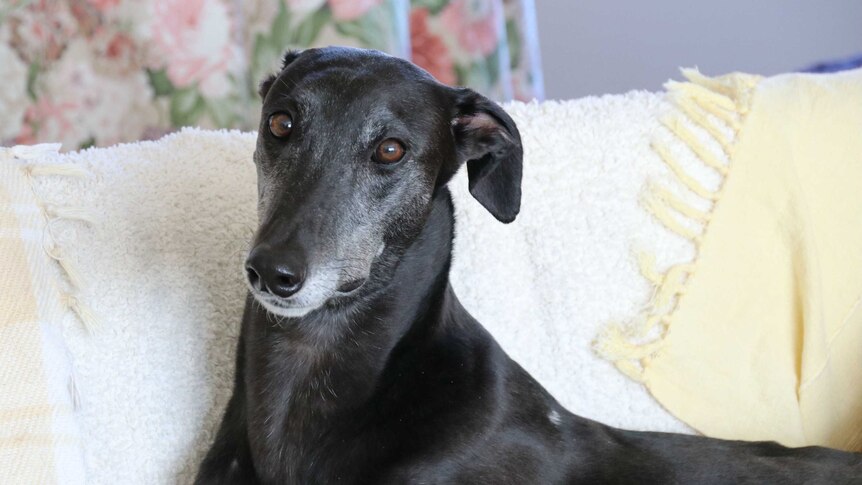 A black greyhound sits on a couch. It's pretty cute.