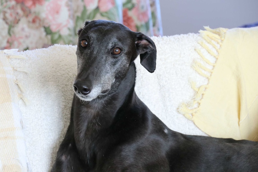 A black greyhound sits on a couch. It's pretty cute.