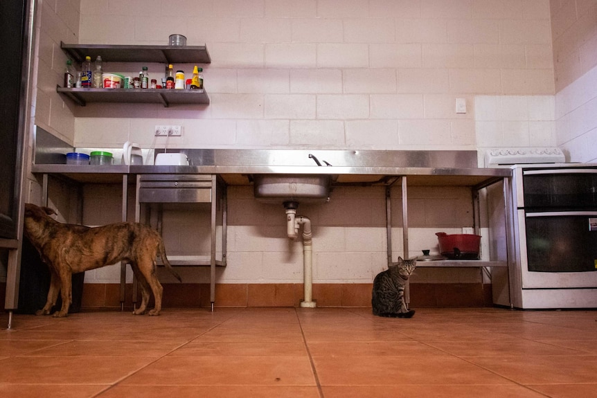 A basic kitchen with a dog and cat on the floor.